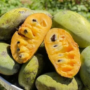 Pawpaw Tree Live Plant Bare Roots - Set of 2, Hardy, 6-12 Inches Tall - Image 5