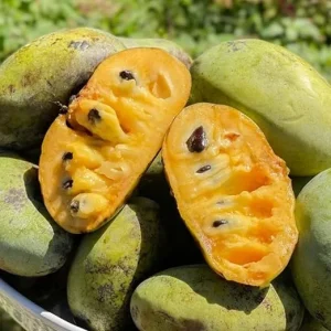 Pawpaw Tree Live Plant Bare Roots - Set of 2, Hardy, 6-12 Inches Tall - Image 7