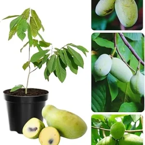 Pawpaw Tree Live Plant, Hardy Fruit Tree, Quart Pot, 6-12 inches, Zones 5-9 - Image 1