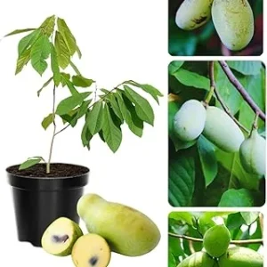 Pawpaw Tree Live Plant, Hardy Fruit Tree, Quart Pot, 6-12 inches, Zones 5-9 - Image 3