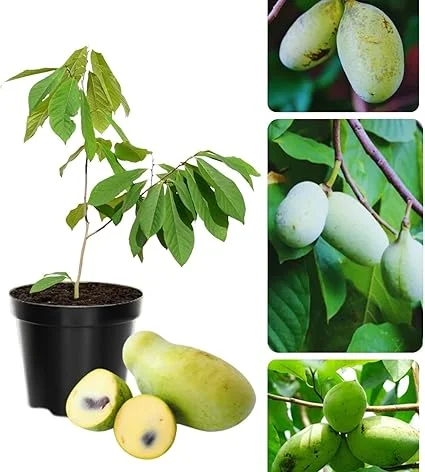 Pawpaw Tree Live Plant, Hardy Fruit Tree, Quart Pot, 6-12 inches, Zones 5-9 - Image 6