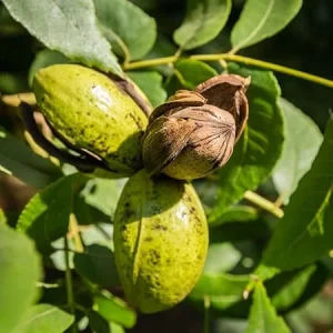 Pecan Tree Bare Root Seedlings - Set of 2 Live Plants, 1-2 Ft Tall, Hardy Perennial for Full Sun - Image 2