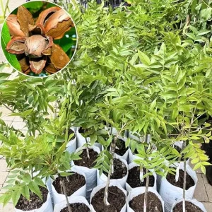 Pecan Tree Live Plant – 2-3 Feet Tall – Cold Hardy Nut Tree for Orchard & Yard - Image 2