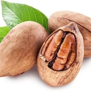 Pecan Tree Live Plant 2-3 Feet Tall – Fast Growing Cold Hardy Nut Tree for Planting - Image 2