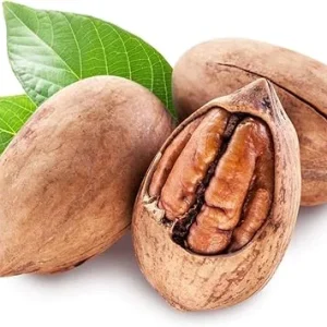 Pecan Tree Live Plant 2-3 Feet Tall – Fast Growing Cold Hardy Nut Tree for Planting - Image 1