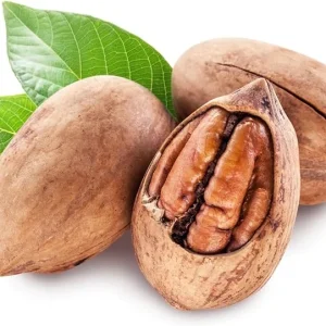 Pecan Tree Live Plant 2-3 Feet Tall – Fast Growing Cold Hardy Nut Tree for Planting - Image 7