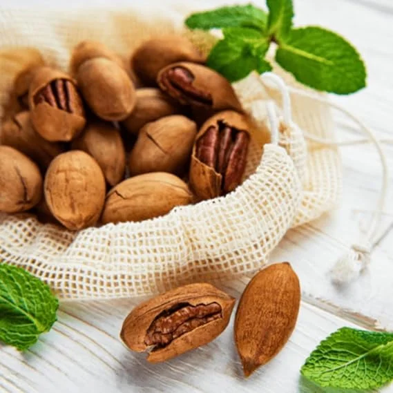 Pecan Tree Plants Live Bare Roots - 4 Pack, 1-2 Ft Tall, Hardy Nut Trees - Image 6