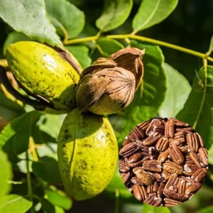 Pecan Tree Seedlings Live Plant - Set of 2 Bare Roots 1-2 Ft Tall - Outdoor Hardy Nut Tree - Image 7