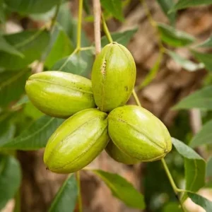 Pecan Trees Live Plants - Hardy Bare Root Seedlings, 1-2 Ft (4 Pack) - Image 1