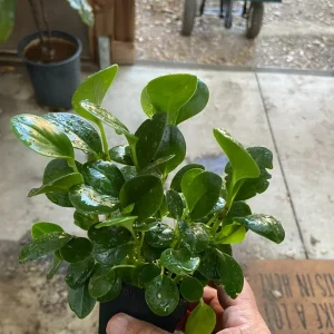 Peperomia Obtusifolia Live Plant - Baby Rubber Plant - 4.5 inch Pot - Indoor - Image 2