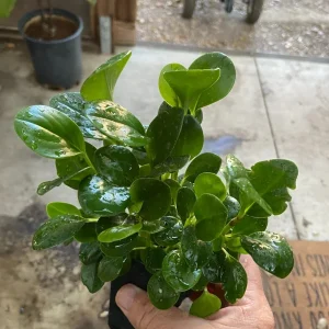 Peperomia Obtusifolia Live Plant - Baby Rubber Plant - 4.5 inch Pot - Indoor - Image 1