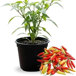 Pepper Live Plant 4 Inch Pot, 2 Per Pot, Small Hot Peppers for Garden & Patio - Image 7