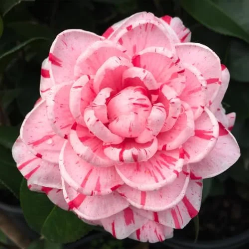Peppermint Camellia Live Plant - Red White Flowers, Well-Rooted Shrub, Zones 7-10 - Image 3