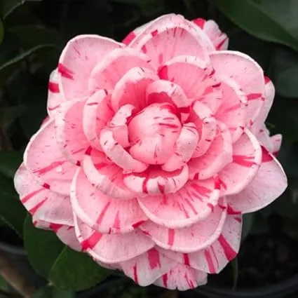 Peppermint Camellia Live Plant - Red White Flowers, Well-Rooted Shrub, Zones 7-10 - Image 4