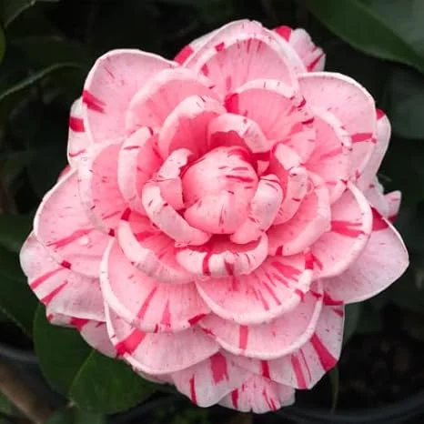 Peppermint Camellia Live Plant - Red White Flowers, Well-Rooted Shrub, Zones 7-10 - Image 5
