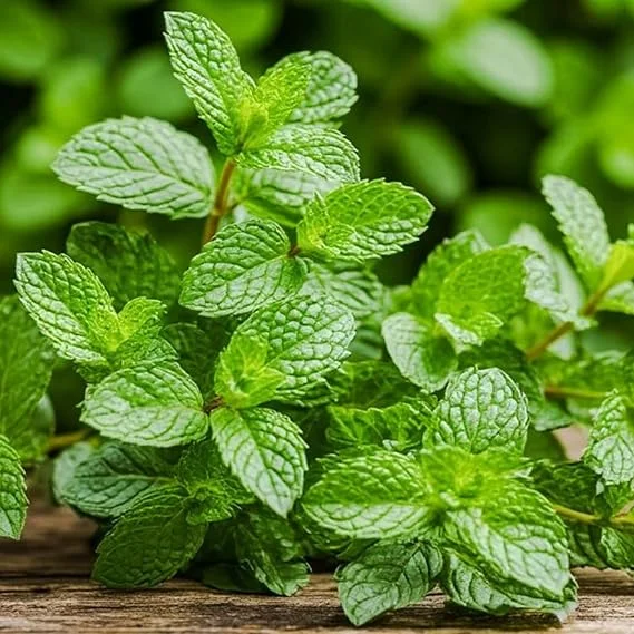 Peppermint Live Plant – 2 Bare Root Herb Starter Plants – 4-6 Inch – Indoor/Outdoor - Image 4