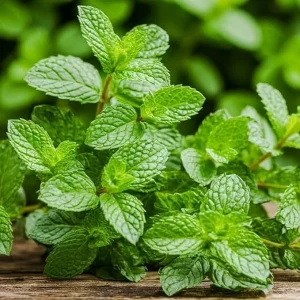 Peppermint Live Plant – 2 Bare Root Herb Starter Plants – 4-6 Inch – Indoor/Outdoor - Image 5