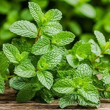 Peppermint Live Plant – 2 Bare Root Herb Starter Plants – 4-6 Inch – Indoor/Outdoor - Image 1