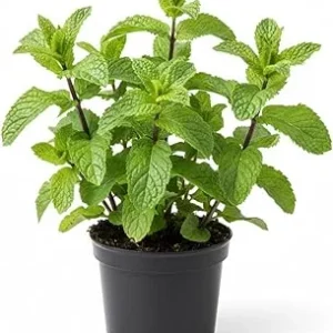 Peppermint Live Plant – 4 Inch Potted Herb for Garden & Indoors - Image 2