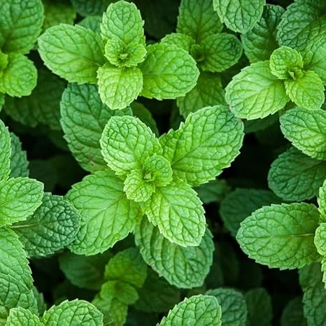 Peppermint Live Plant - Fresh Herb - 4 Inch Pot - Indoor/Outdoor - Image 1