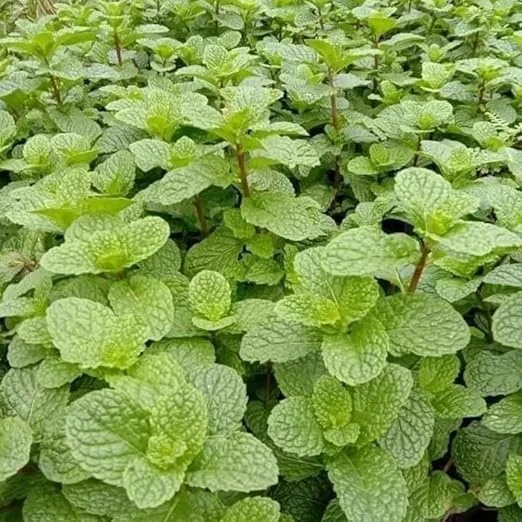 Peppermint Live Plant – Fresh Mint Herb – 4 Inch Pot – Indoor/Outdoor - Image 2