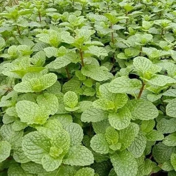Peppermint Live Plant – Fresh Mint Herb – 4 Inch Pot – Indoor/Outdoor - Image 3