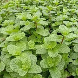 Peppermint Live Plant – Fresh Mint Herb – 4 Inch Pot – Indoor/Outdoor - Image 5