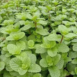 Peppermint Live Plant – Fresh Mint Herb – 4 Inch Pot – Indoor/Outdoor - Image 6