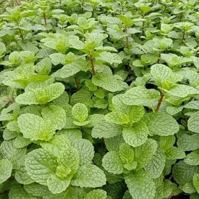 Peppermint Live Plant – Fresh Mint Herb – 4 Inch Pot – Indoor/Outdoor - Image 6