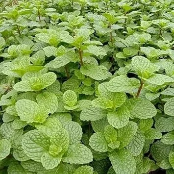 Peppermint Live Plant – Fresh Mint Herb – 4 Inch Pot – Indoor/Outdoor - Image 7