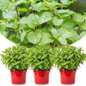 Peppermint Live Plants - Set of 3 - Fragrant Culinary Herb for Indoor/Outdoor Garden - Cold Hardy - Image 2