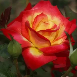 Perfect Moment Rose Live Plant – Hybrid Tea Bush – Yellow Red Bicolor – 5-9" Tall Starter - Image 2