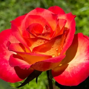 Perfect Moment Rose Live Plant – Hybrid Tea Bush – Yellow Red Bicolor – 5-9