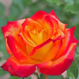 Perfect Moment Rose Live Plant – Hybrid Tea Bush – Yellow Red Bicolor – 5-9