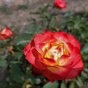 Perfect Moment Rose Live Plant – Hybrid Tea Bush – Yellow Red Bicolor – 5-9