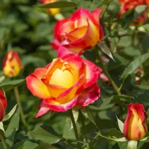 Perfect Moment Rose Live Plant – Hybrid Tea Bush – Yellow Red Bicolor – 5-9