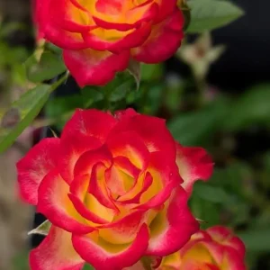 Perfect Moment Rose Live Plant – Hybrid Tea Bush – Yellow Red Bicolor – 5-9