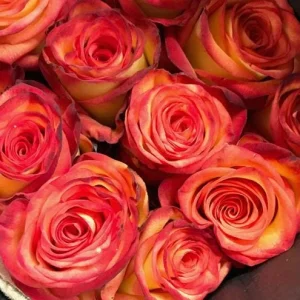 Perfect Moment Rose Live Plant – Hybrid Tea Bush – Yellow Red Bicolor – 5-9