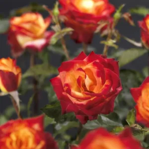 Perfect Moment Rose Live Plant – Hybrid Tea Bush – Yellow Red Bicolor – 5-9" Tall Starter - Image 1