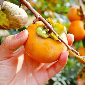 Persimmon Tree Live Plant - 1 Foot Tall Hardy Fruit Tree, Outdoor - Image 7