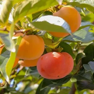 Persimmon Tree Live Plant - 6-12 Inch Tall, Quart Pot, Outdoor Fruit Tree - Image 5