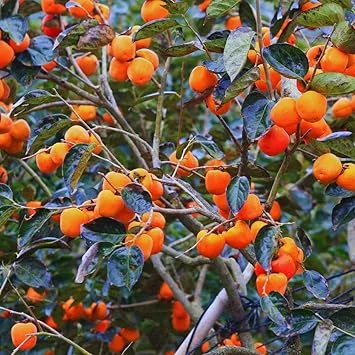 Persimmon Tree Live Plant – 6-12 Inches Tall – Quart Pot – Outdoor Fruit Tree - Image 2