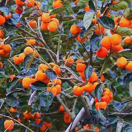 Persimmon Tree Live Plant – 6-12 Inches Tall – Quart Pot – Outdoor Fruit Tree - Image 4