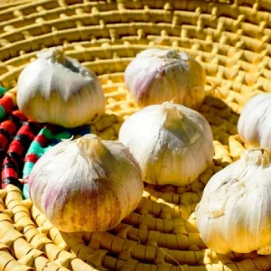 Peruvian Purple Stripe Garlic Bulbs - Organic Heirloom for Planting & Eating, 3 Bulbs - Image 2