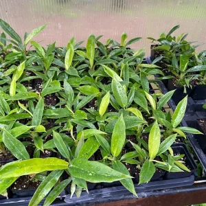 Philodendron Jungle Boogie Live Plant - Tiger's Tooth Aroid, Potted, Indoor/Outdoor - Image 2