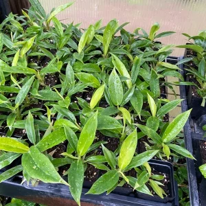 Philodendron Jungle Boogie Live Plant - Tiger's Tooth Aroid, Potted, Indoor/Outdoor - Image 3