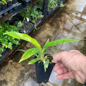 Philodendron Jungle Boogie Live Plant - Tiger's Tooth Aroid, Potted, Indoor/Outdoor - Image 1
