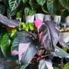 Philodendron Prince of Pink Live Plant - 4-9" Tall Houseplant, Pink Foliage - Image 1