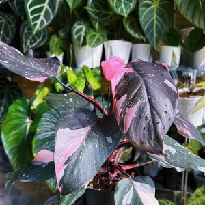 Philodendron Prince of Pink Live Plant - 4-9" Tall Houseplant, Pink Foliage - Image 1