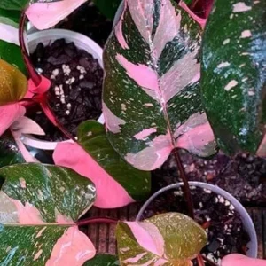 Philodendron Prince of Pink Live Plant – Tropical Houseplant 4-9" Tall - Image 2